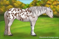 Horse Color:Chestnut Near Leopard 