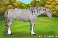Horse Color:Liver Chestnut Appaloosa 