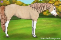 Horse Color:Red Dun Roan Splash Frame Rabicano 