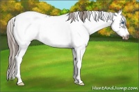 Horse Color:Liver Chestnut Sabino Splash Frame Appaloosa