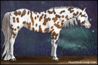 Horse Color:Buckskin Splash Appaloosa 