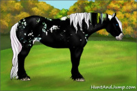 Horse Color:Gray Watercolor Brown Ice Sabino Splash Appaloosa Rabicano 