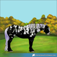 Horse Color:Gray Watercolor Brown Ice Sabino Splash Appaloosa Rabicano 