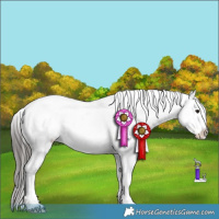 Horse Color:Smoky Black Appaloosa 