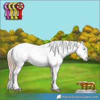 Horse Color:Brown Pearl Dun Sabino Splash Appaloosa Rabicano 