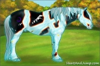 Horse Color:Thunderstruck Liver Chestnut Ice Sabino Splash Snowcap Rabicano 