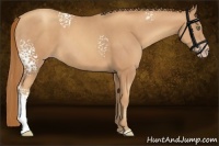 Horse Color:White Spotted Gold Champagne 
