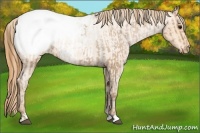 Horse Color:Blue Roan Pearl Snowcap  and Bay Roan Pearl Snowcap 