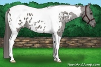 Horse Color:Grullo Tobiano Appaloosa 