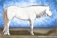 Horse Color:Classic Champagne Roan Dun Splash Appaloosa Rabicano