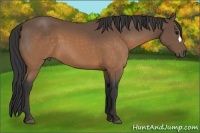 Horse Color:Buckskin 