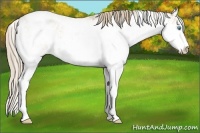 Horse Color:Perlino Sabino 