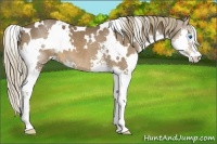 Horse Color:White Spotted Liver Chestnut Splash 