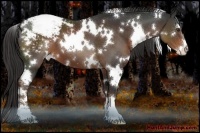 Horse Color:White Spotted Liver Chestnut Sabino Appaloosa 