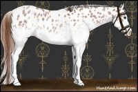 Horse Color:White Spotted Red Roan Leopard 