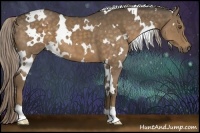 Horse Color:White Spotted Chocolate Palomino 