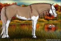 Horse Color:Red Dun Splash 