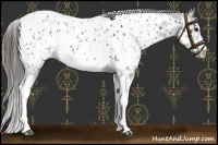 Horse Color:White Spotted Blue Roan Splash Frame Appaloosa 