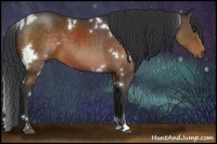 Horse Color:White Spotted Bay Sabino