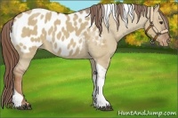 Horse Color:Red Dun Tobiano Blanket 