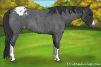 Horse Color:Blue Roan Appaloosa 
