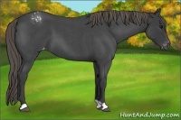 Horse Color:Smoky Blue Roan Appaloosa 