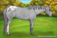 Horse Color:Blue Roan Appaloosa 
