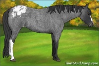 Horse Color:Blue Roan Appaloosa 