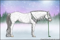 Horse Color:Black Appaloosa Rabicano 