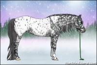 Horse Color:Black Appaloosa Rabicano 