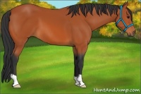 Horse Color:Bay 