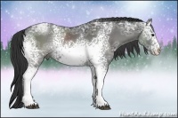 Horse Color:White Spotted Black Ice Rabicano 