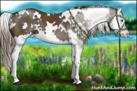 Horse Color:White Spotted Liver Chestnut Sabino Splash 
