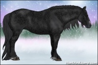 Horse Color:Black Ice Sabino 