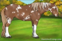 Horse Color:White Spotted Chestnut Tobiano