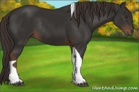 Horse Color:Liver Chestnut Tobiano Rabicano