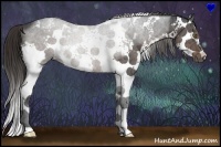 Horse Color:White Spotted Liver Chestnut Ice Splash Rabicano 