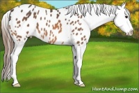 Horse Color:Buckskin Blanket