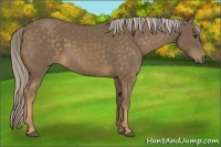 Horse Color:Chocolate Palomino 