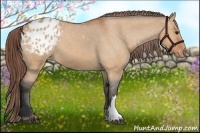 Horse Color:Bay Dun Appaloosa 