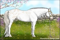 Horse Color:Perlino Appaloosa