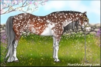 Horse Color:Bay Sabino Snowflake Varnish