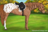 Horse Color:Chestnut Appaloosa