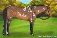 Horse Color:White Spotted Buckskin