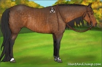Horse Color:Buckskin Rabicano  and Buckskin Rabicano 