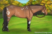 Horse Color:White Spotted Buckskin