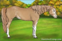 Horse Color:Chestnut Sabino 