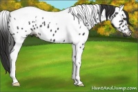Horse Color:Liver Chestnut Tobiano Appaloosa