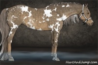 Horse Color:White Spotted Chocolate Palomino