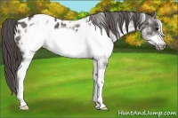 Horse Color:White Spotted Grullo Frame Appaloosa 